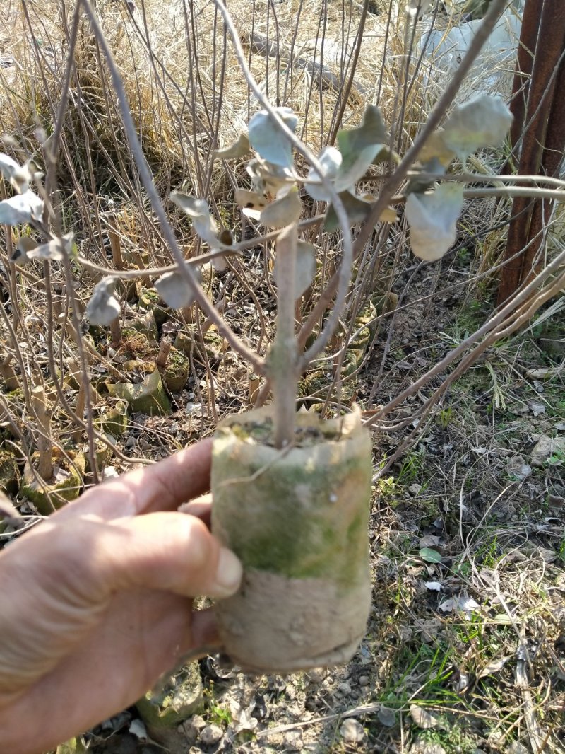 供应优质江西单叶蔓荆子营养杯苗裸根苗大量供应