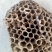 野生软蜂房，黄蜂房，无杂质无蜂卵，手选货，保证质量