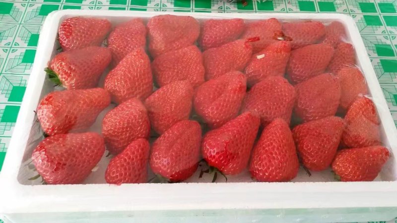 九九草莓大量有货欢迎各大客户前来合作