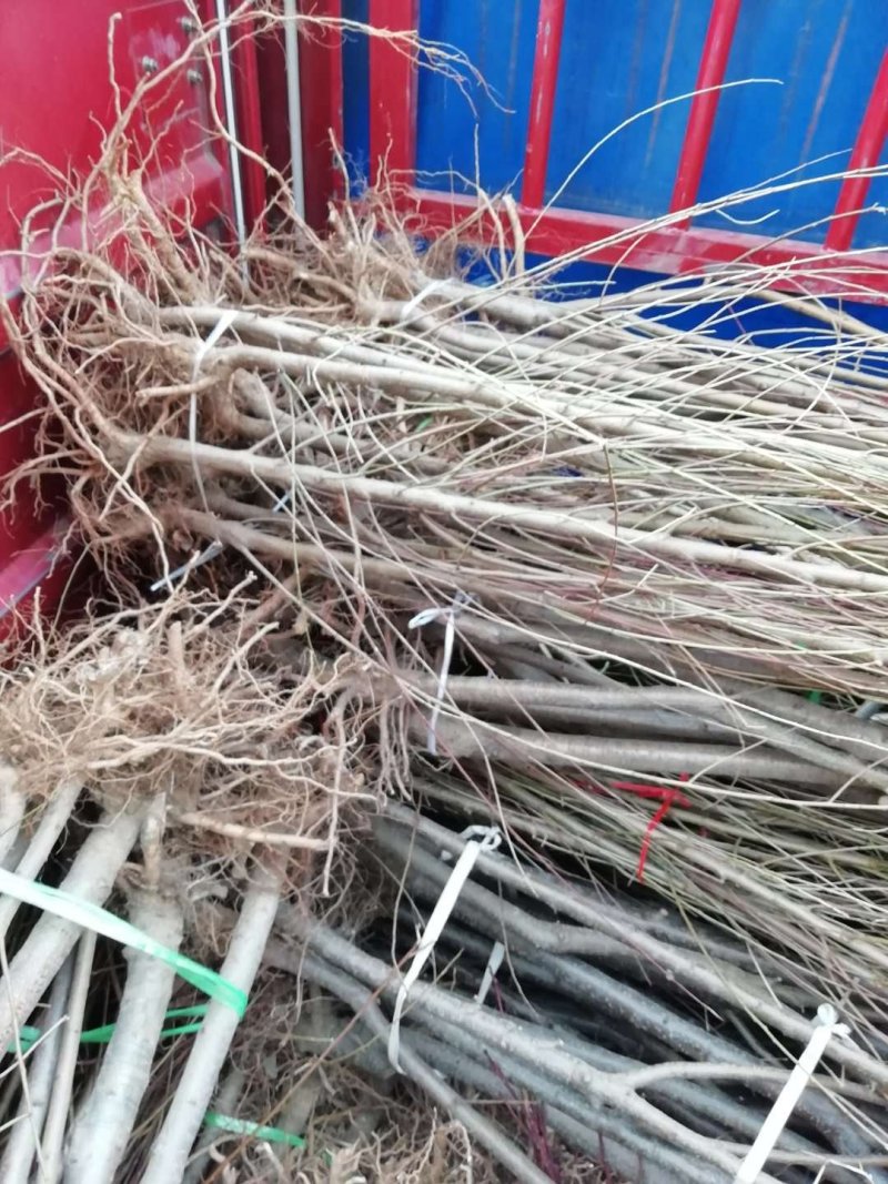 供应毛桃原生苗，占地用，1-3公分量大，质优价廉。