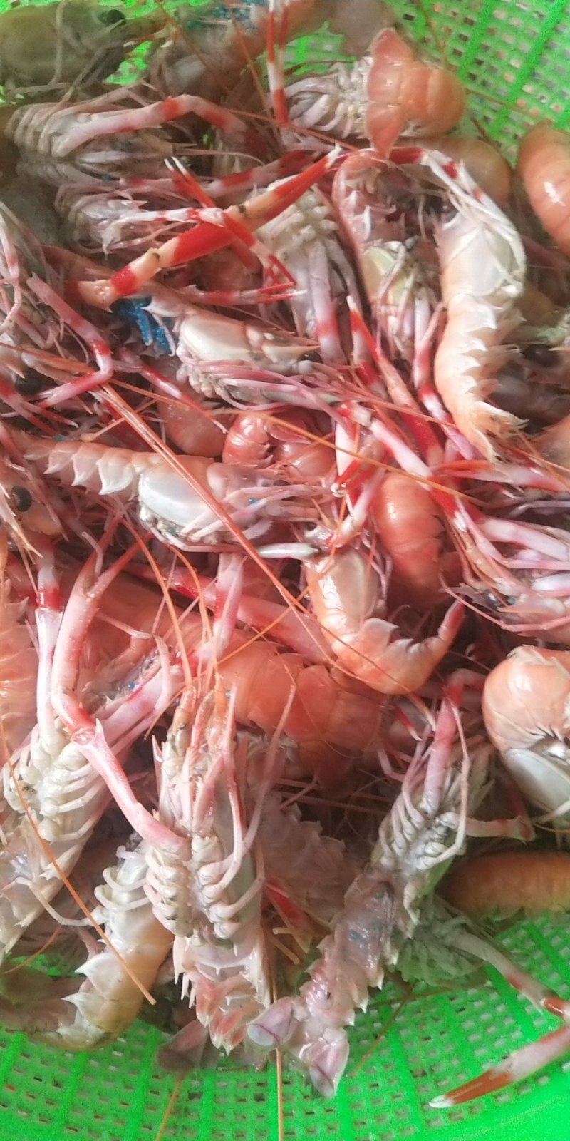 海龙虾