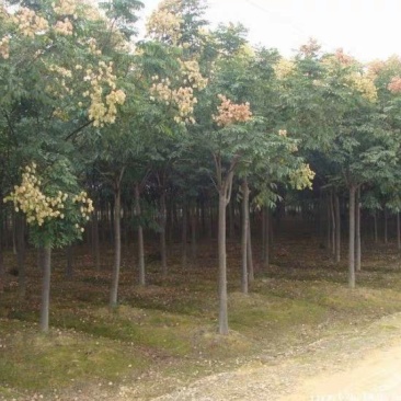 栾树栾树小苗黄山栾树北京栾树园林工程绿化苗木行道树庭