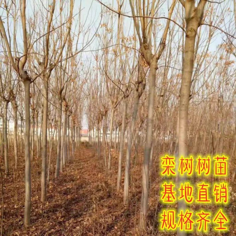 栾树栾树小苗黄山栾树北京栾树园林工程绿化苗木行道树庭