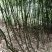 罗汉笋，筇竹笋，方竹笋，冬笋