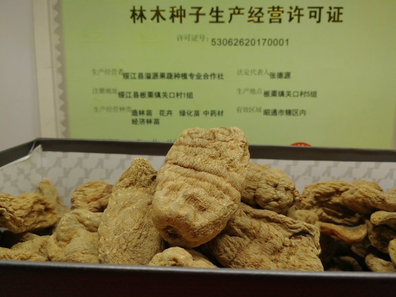 小草坝天麻，昭通天麻，云南天麻
