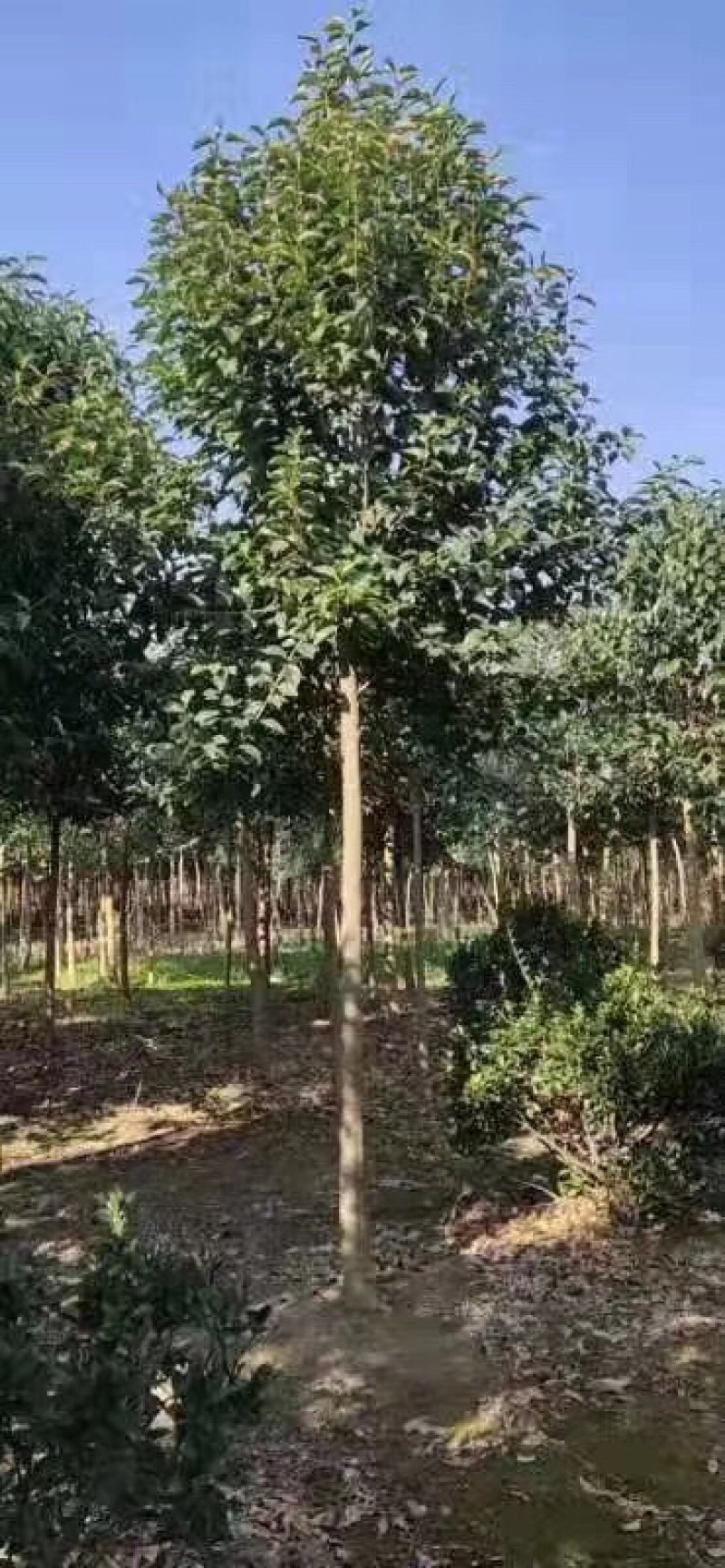 精品大叶女贞3-10公分规格齐全欢迎前来考察