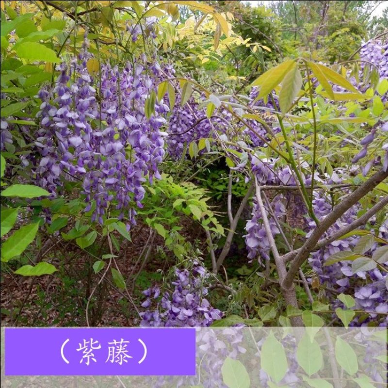 紫藤苗，紫藤树苗爬藤植物紫藤萝花苗攀爬四季开花紫藤苗