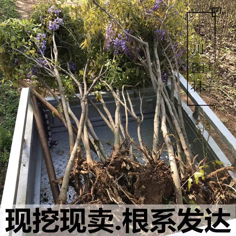 紫藤苗，紫藤树苗爬藤植物紫藤萝花苗攀爬四季开花紫藤苗