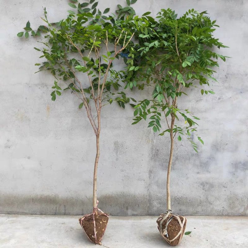 紫藤苗，紫藤树苗爬藤植物紫藤萝花苗攀爬四季开花紫藤苗