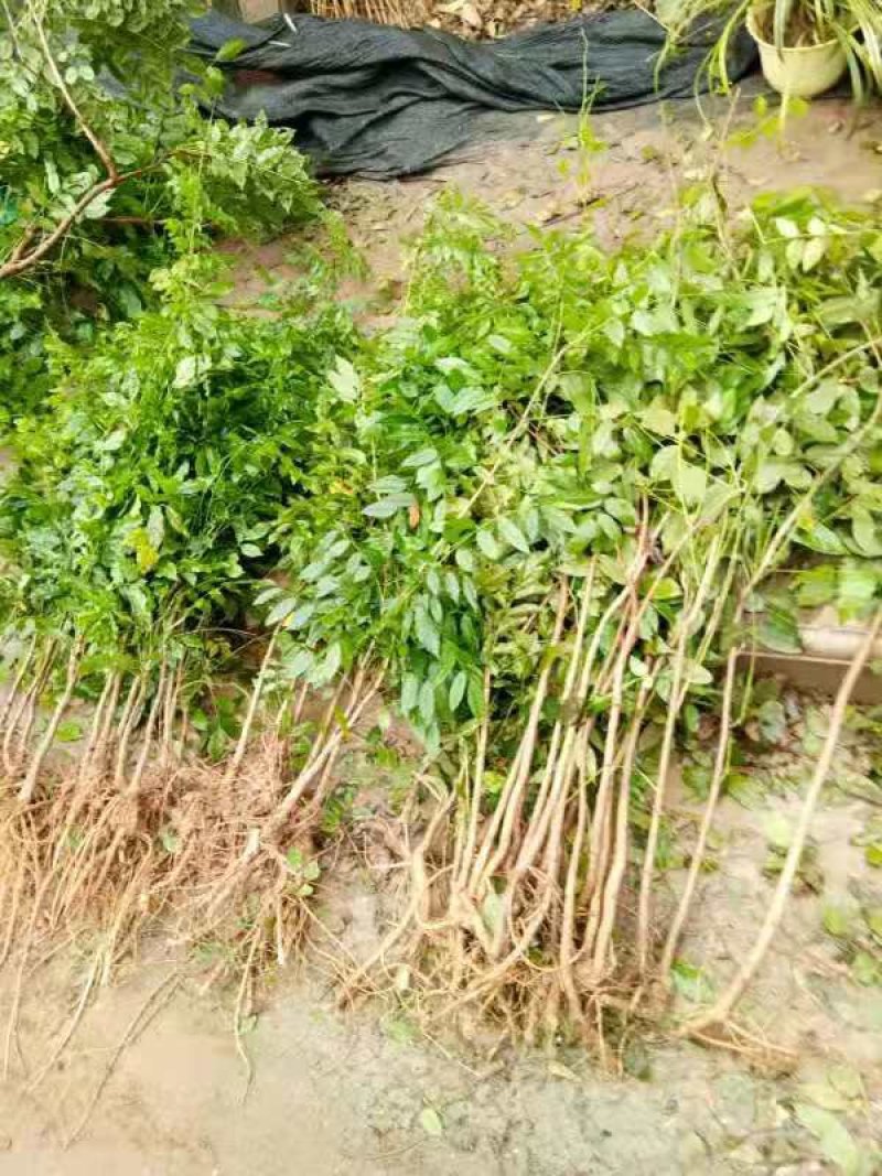 紫藤苗，紫藤树苗爬藤植物紫藤萝花苗攀爬四季开花紫藤苗