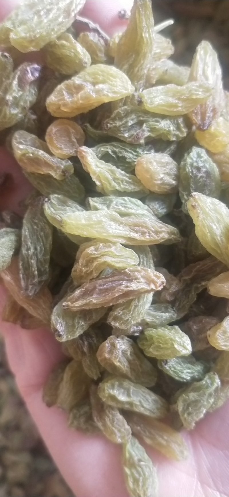 特大青葡萄干大果口感清爽不涩不酸
