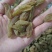 特大青葡萄干大果口感清爽不涩不酸