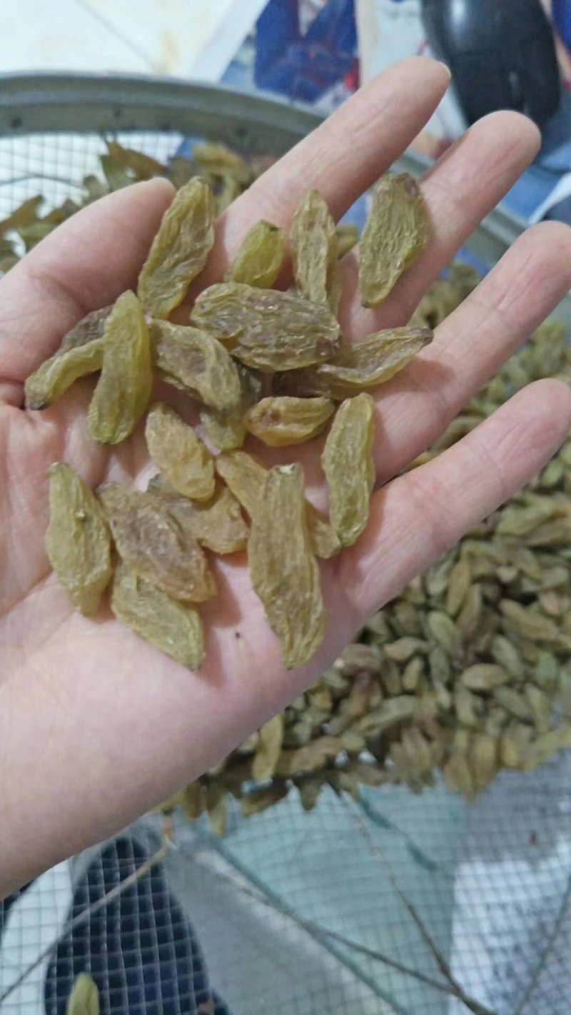 特大青葡萄干大果口感清爽不涩不酸