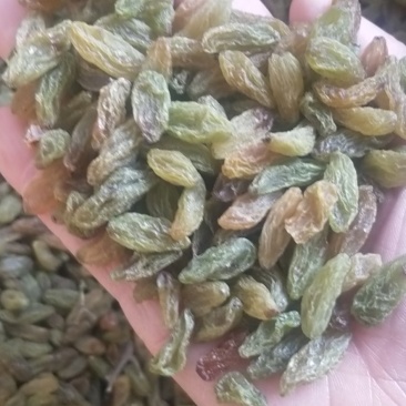 特大青葡萄干大果口感清爽不涩不酸