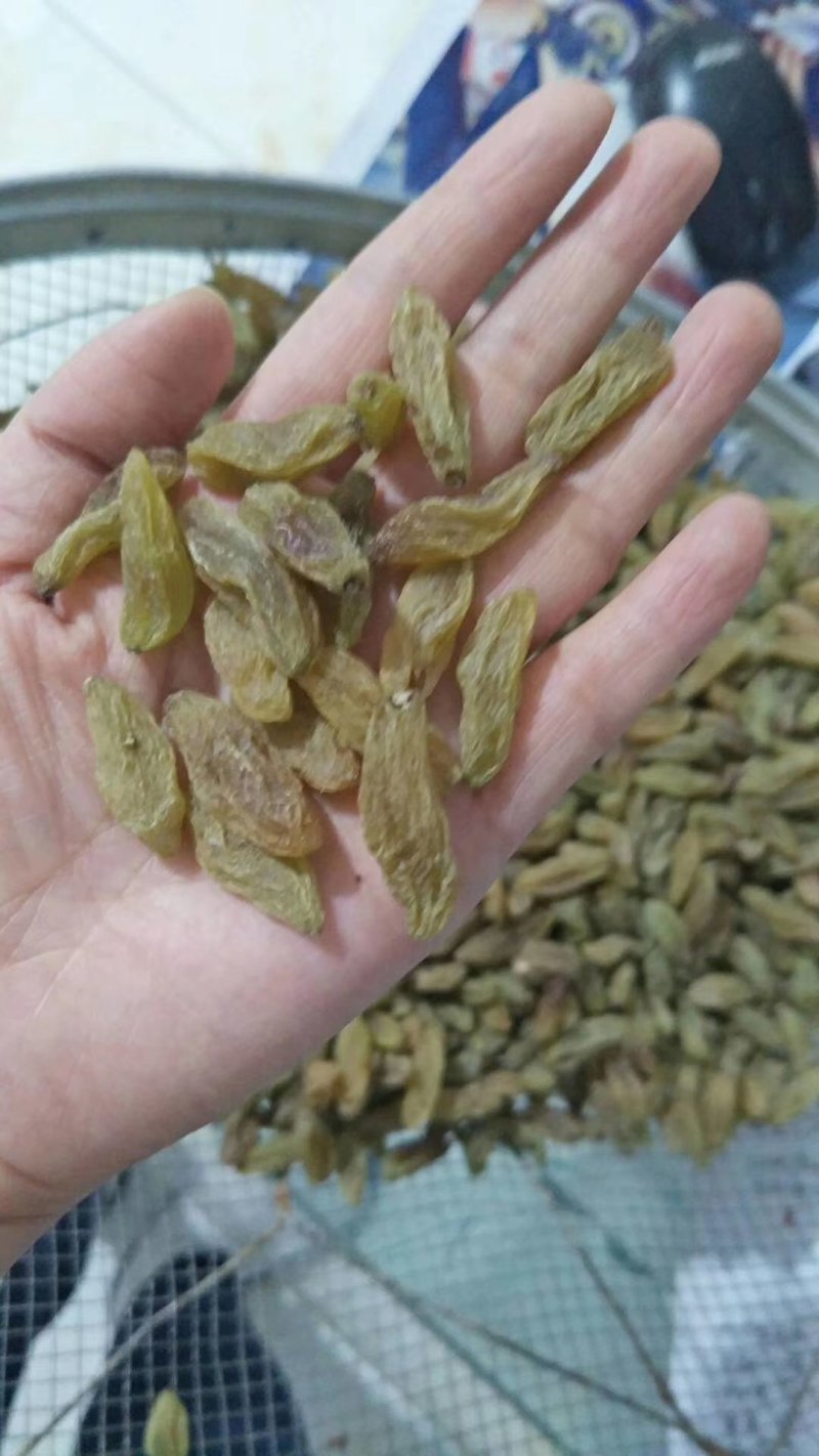 特大青葡萄干大果口感清爽不涩不酸