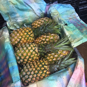 专业代办各种规格的菠萝，需要的客户请联系我小朱