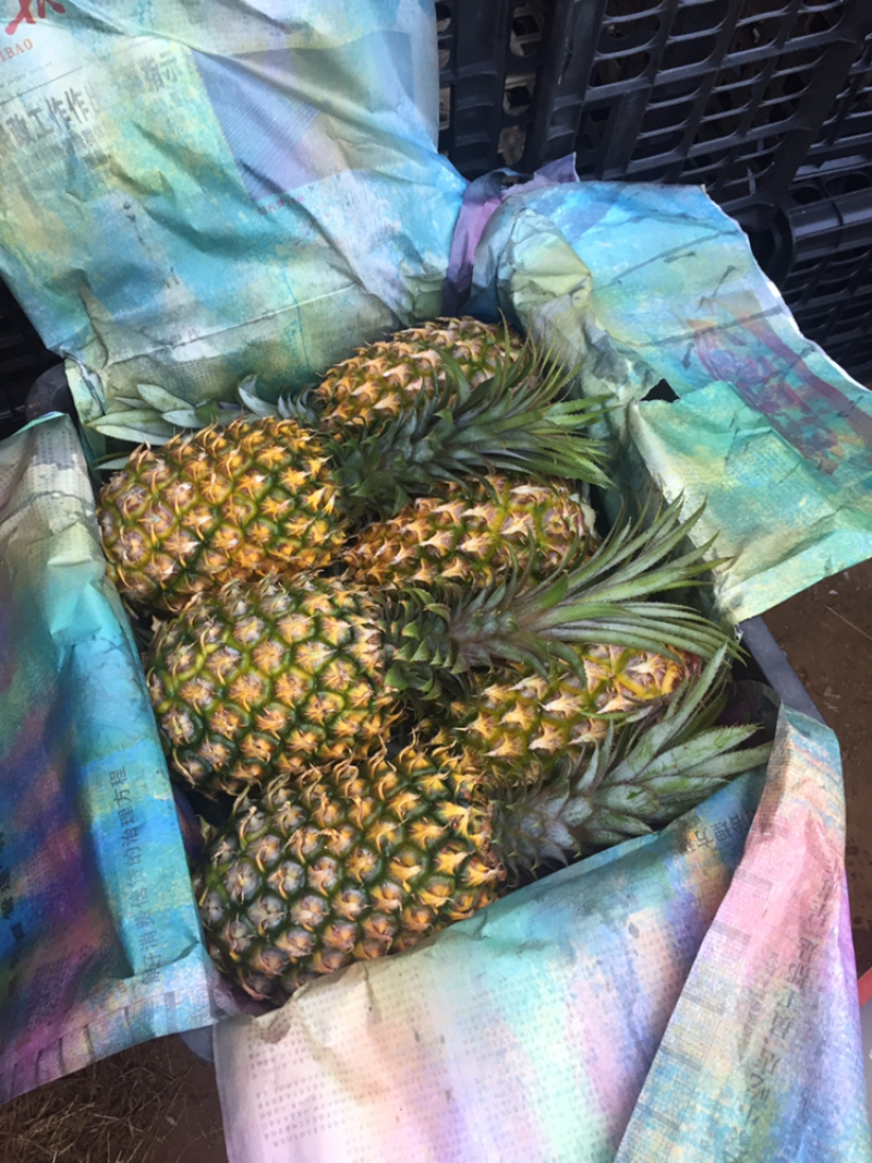 专业代办各种规格的菠萝，需要的客户请联系我小朱