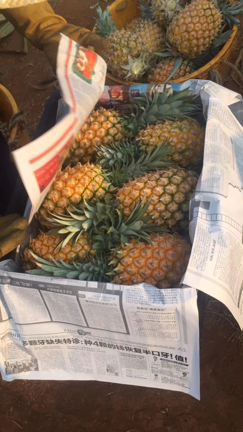 专业代办各种规格的菠萝，需要的客户请联系我小朱