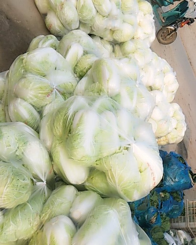 大白菜