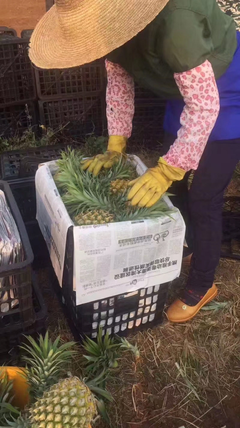 专业代办各种规格的菠萝，需要的客户请联系我小朱
