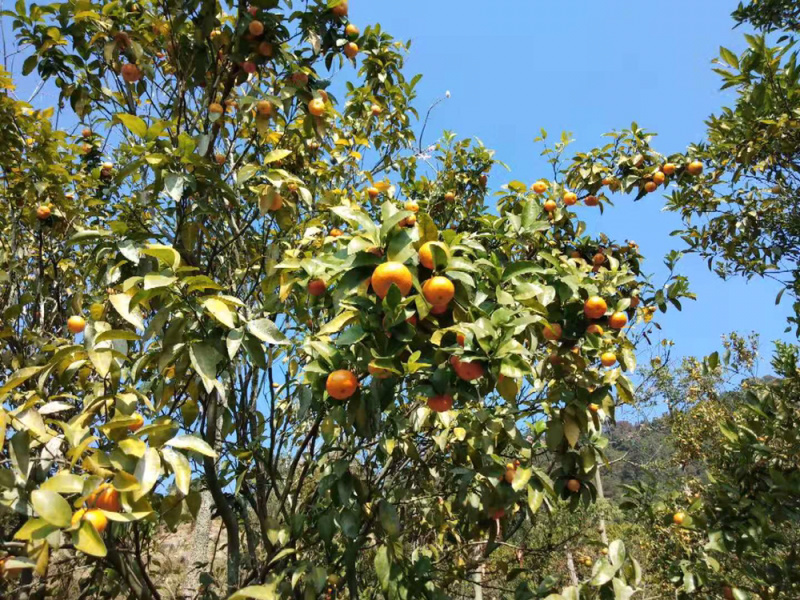 沙糖桔