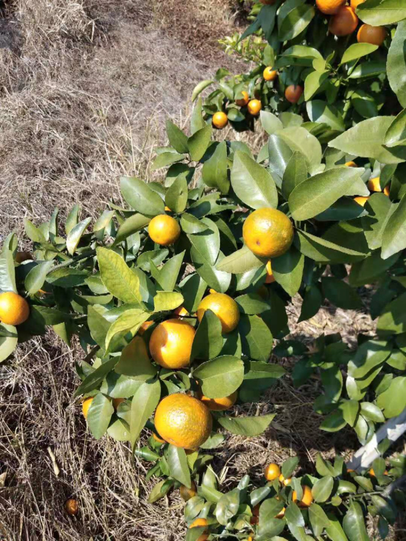 沙糖桔