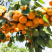嫁接杏树苗当年结果特大巨蜜王杏子果树苗盆栽地栽南北方种植
