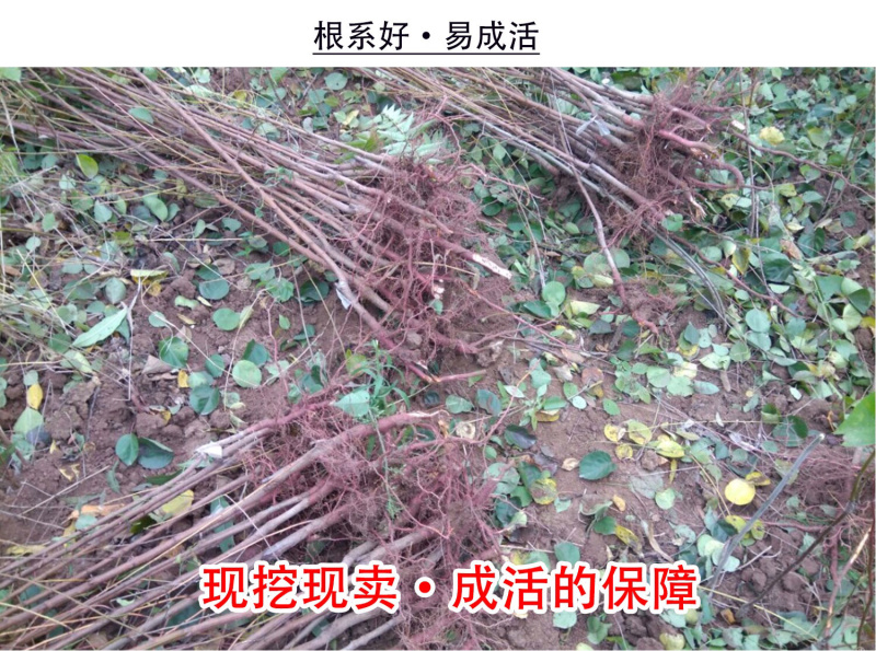 嫁接杏树苗当年结果特大巨蜜王杏子果树苗盆栽地栽南北方种植