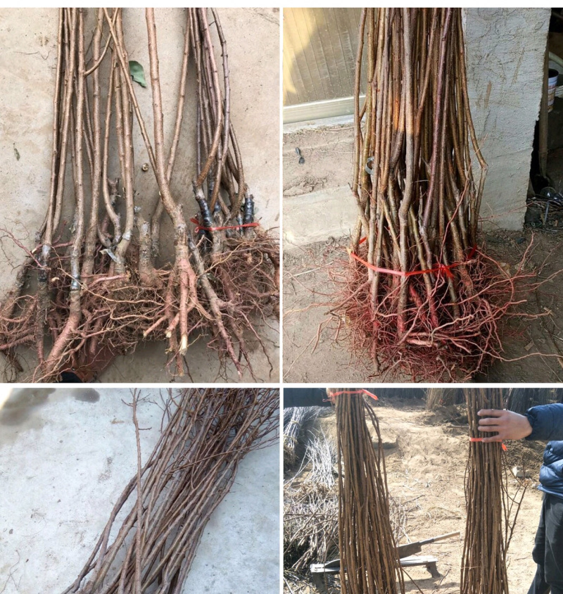 嫁接杏树苗当年结果特大巨蜜王杏子果树苗盆栽地栽南北方种植