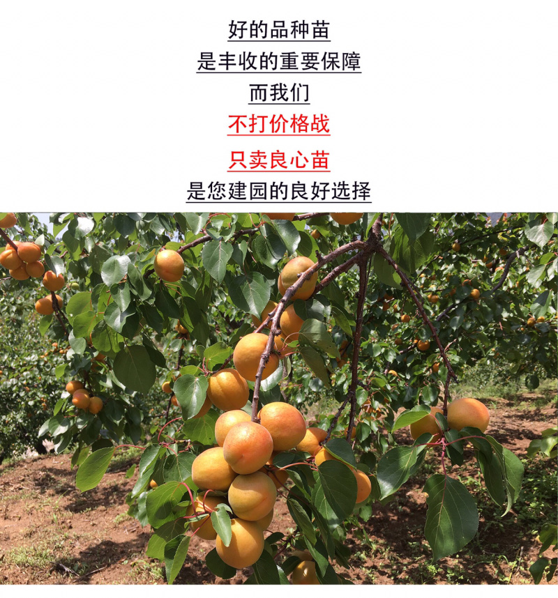 嫁接杏树苗当年结果特大巨蜜王杏子果树苗盆栽地栽南北方种植