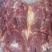 精品脖子精修去油，肉块整齐无碎肉，颜色新鲜！