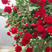 红木香花四季红色爬藤植物特大花苗盆栽攀爬浓香花卉黄木香