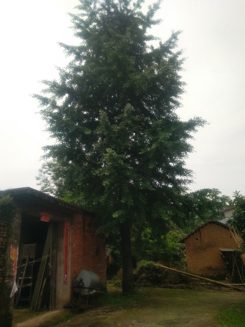 桂花树供应，大小规格齐全3--80公分