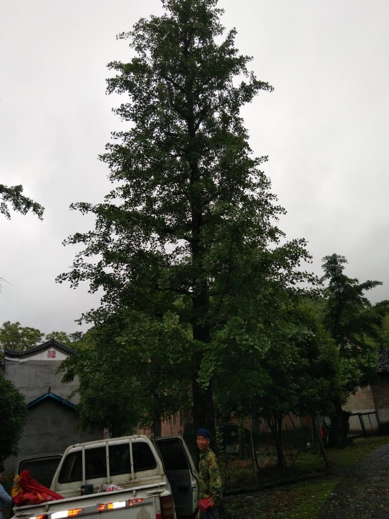 桂花树供应，大小规格齐全3--80公分