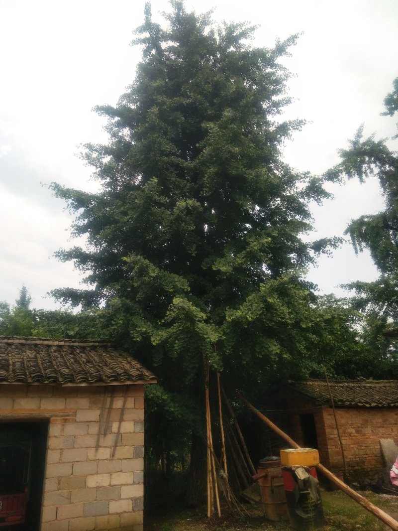 桂花树供应，大小规格齐全3--80公分