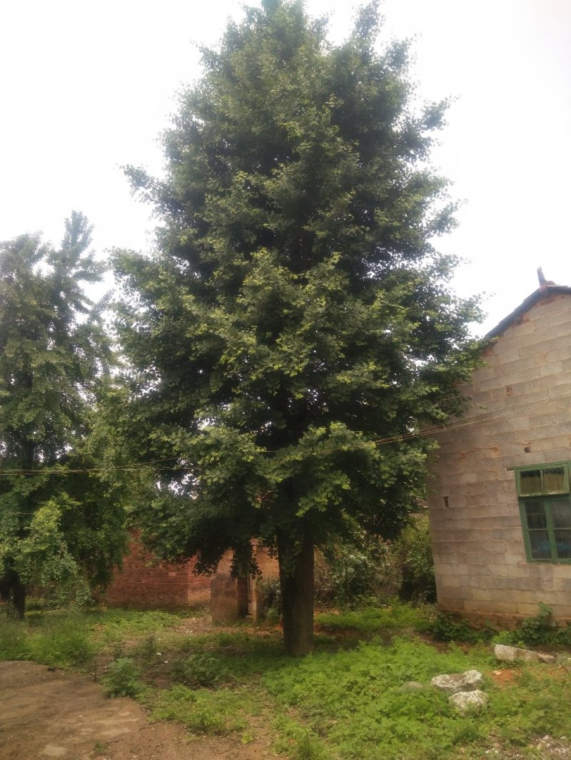 桂花树供应，大小规格齐全3--80公分