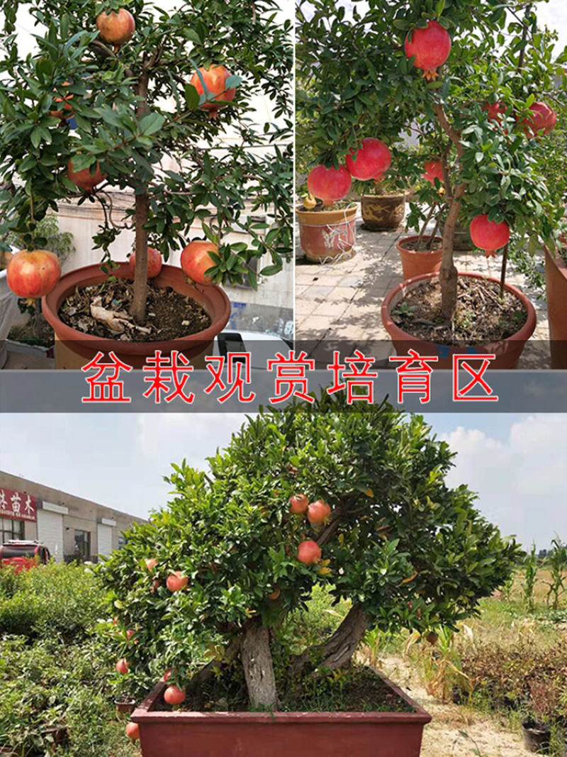 石榴苗突尼斯软籽石榴苗石榴树苗