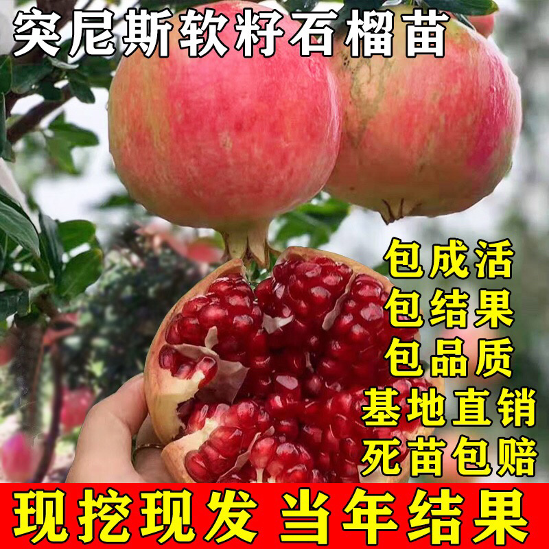 石榴苗突尼斯软籽石榴苗石榴树苗