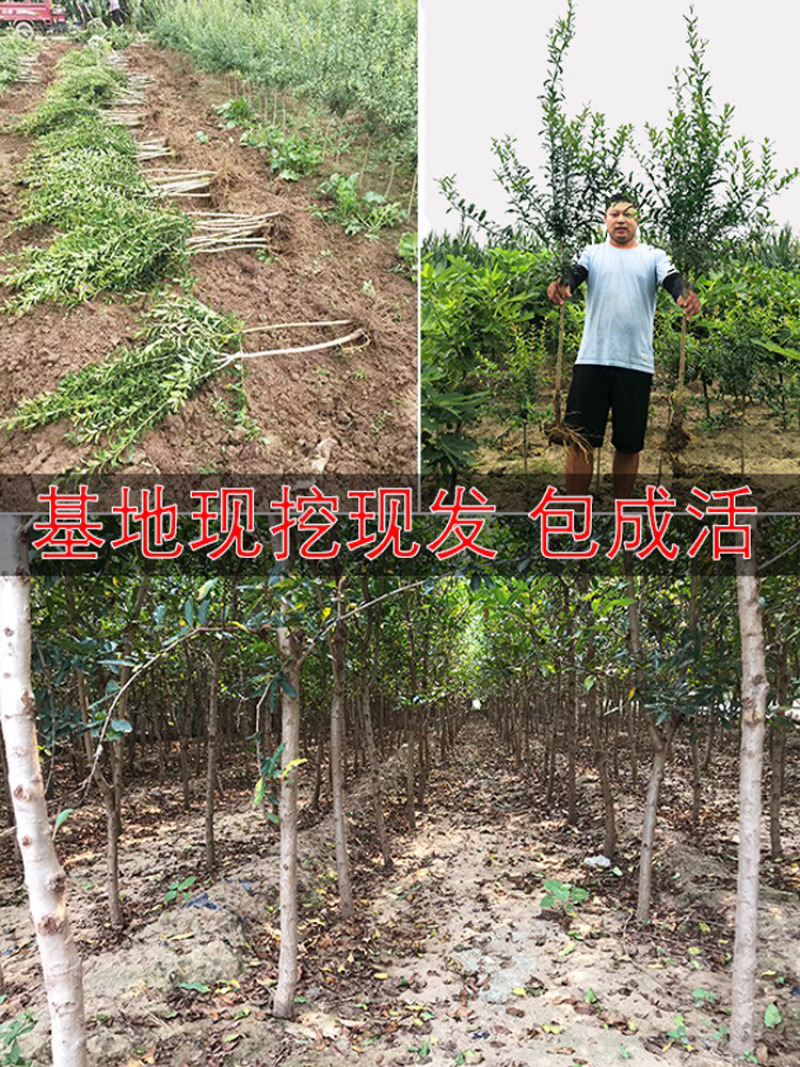 石榴苗突尼斯软籽石榴苗石榴树苗