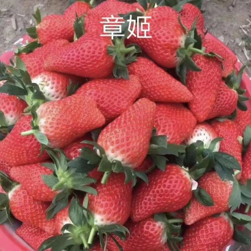 百亩种植基地,供应优质品种草莓苗,无水淹,无病害