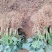 百亩种植基地,供应优质品种草莓苗,无水淹,无病害