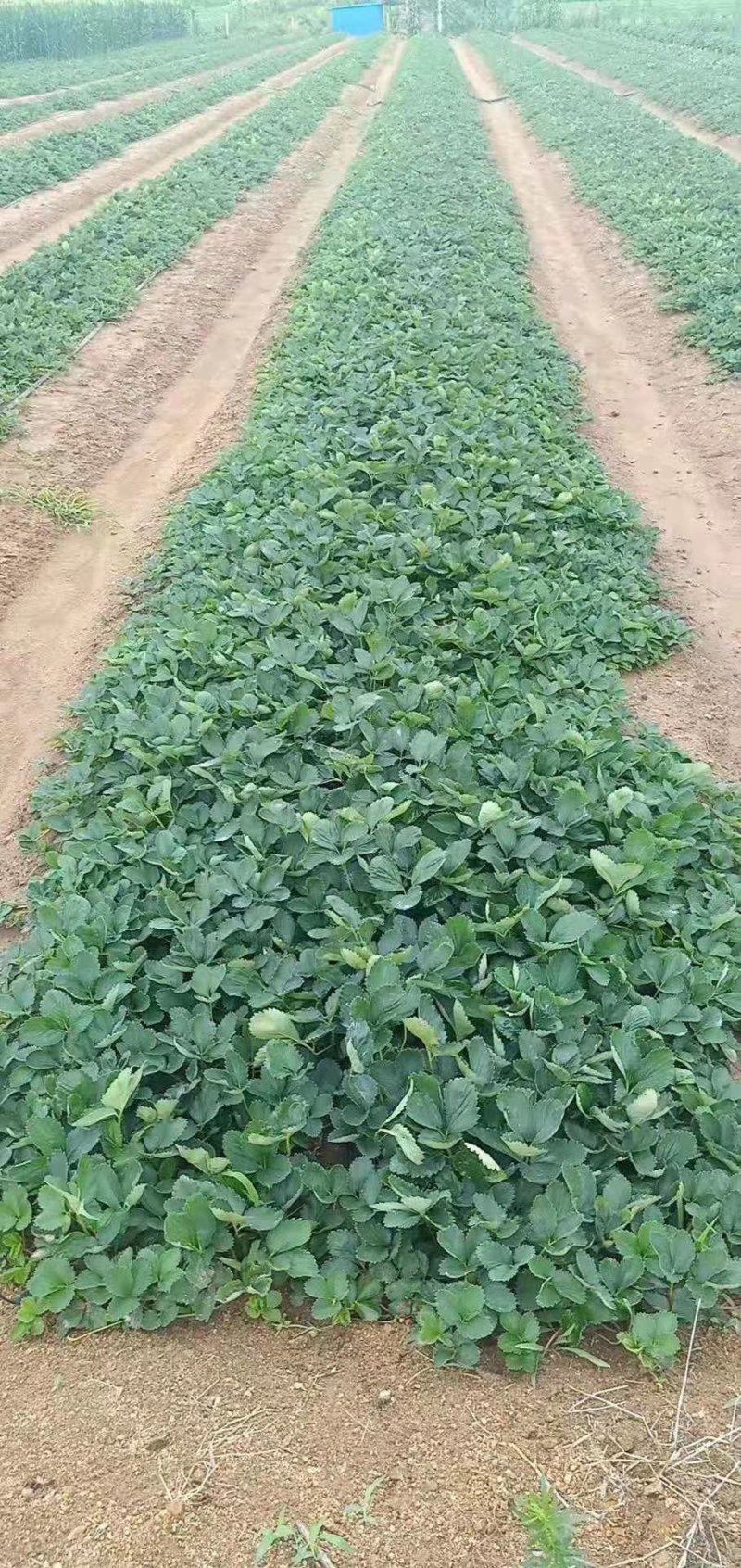 百亩种植基地，供应优质品种草莓苗，无水淹，无病害
