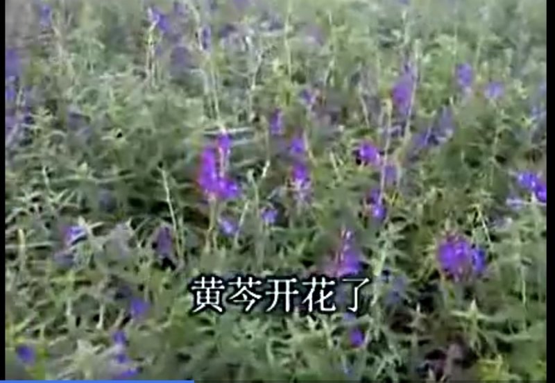 黄芩新种子，大量现货，90%发芽率，全国包邮。