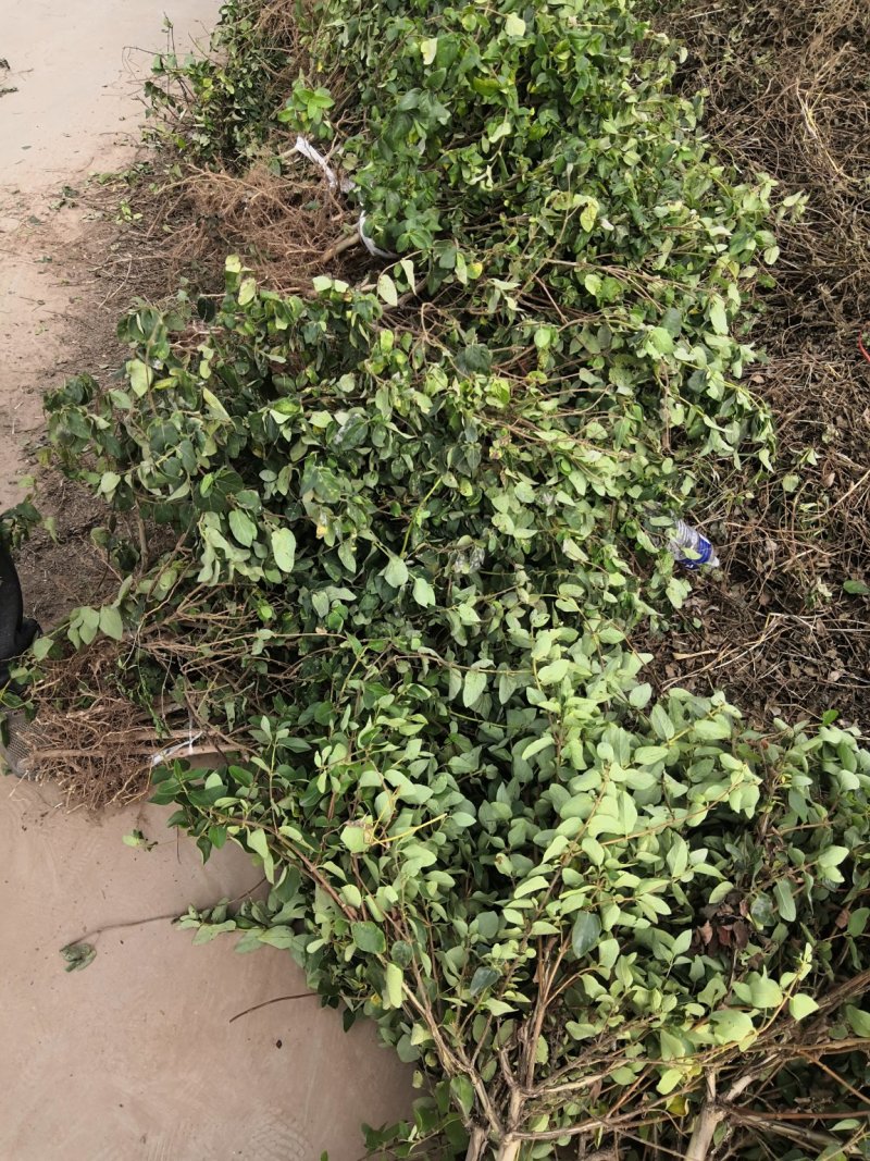 河北金银花苗木摘花，绿化，盆景/量大价优