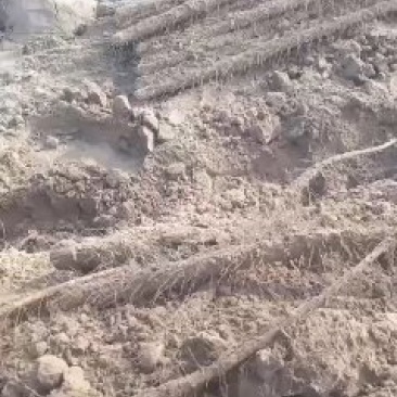 黄河滩沙地铁棍山药