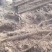 黄河滩沙地铁棍山药