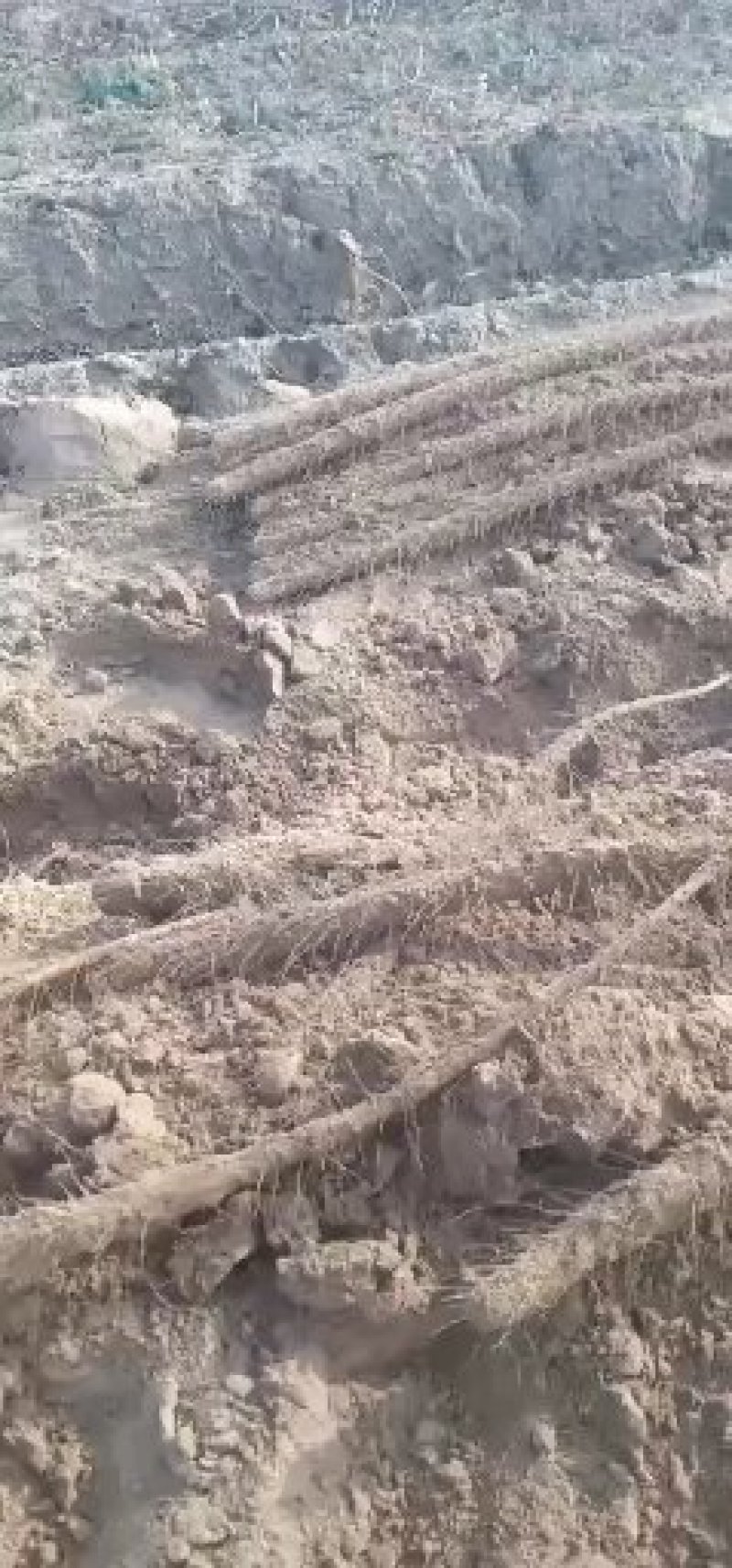 黄河滩沙地铁棍山药
