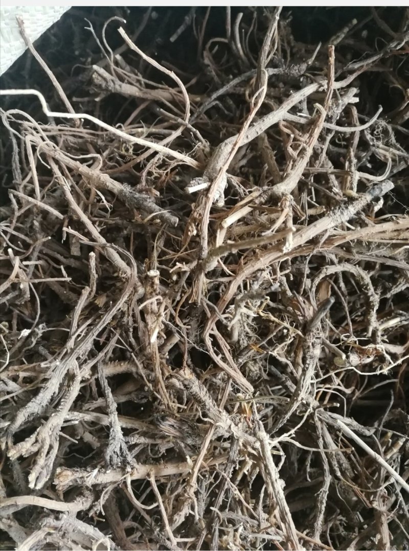 柴胡新种子，北柴胡，黑柴胡种子，精选货，发芽率99%，