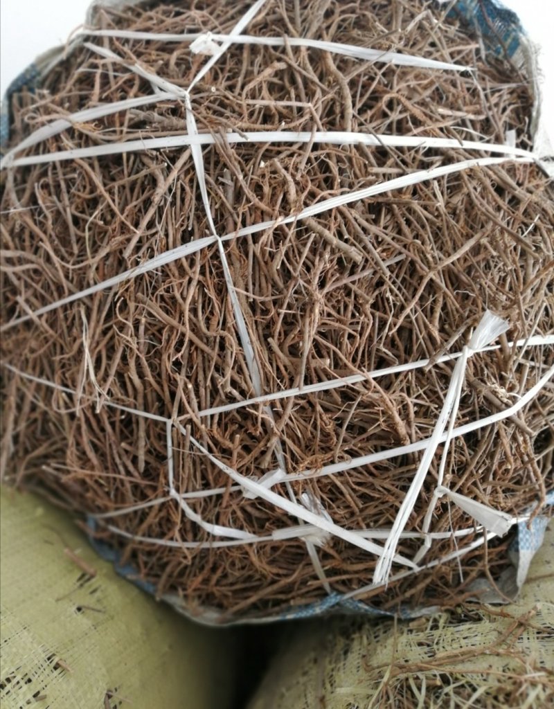 柴胡新种子，北柴胡，黑柴胡种子，精选货，发芽率99%，