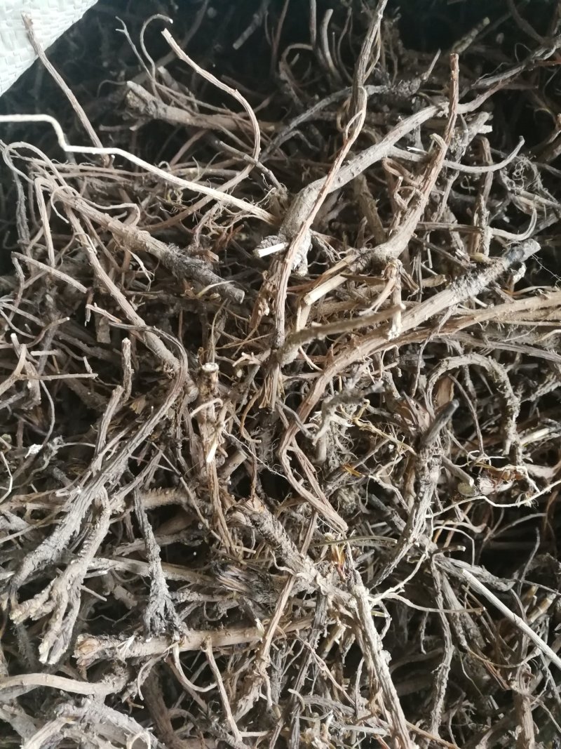 柴胡新种子，北柴胡，黑柴胡种子，精选货，发芽率99%，